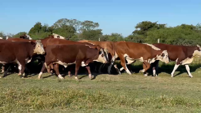 Lote 133 Novillos