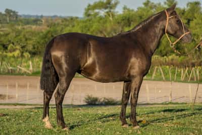 Lote CONSTANCIA MALVA 1195
