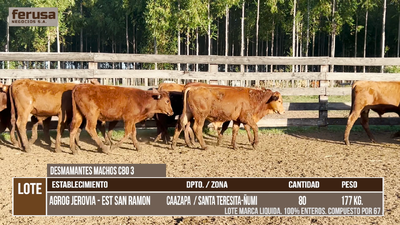 Lote LOTE 6