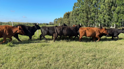 Lote VACAS DE INVERNADA
