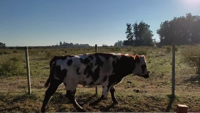 Lote (Vendido)Toros NO 400kg - , Colonia