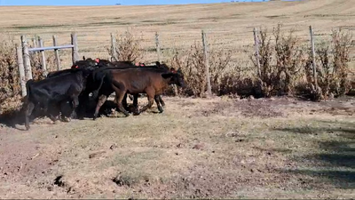 Lote TERNERAS
