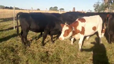 Lote 14 Vaquillonas 1 a 2 años HEREFORD ANGUS Y NORMANDO 370kg - , San José