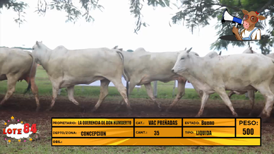 Lote LOTE 84
