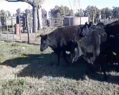 Lote 29 Vacas usadas preñadas en Recalde, Buenos Aires