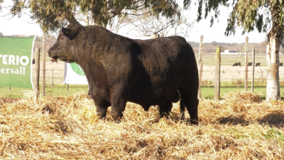 Lote TOROS PUROS DE PEDIGREE