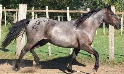 Lote Cedrillo La Invernada