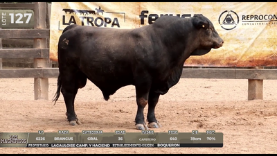 Lote LOTE 127