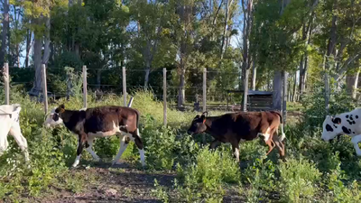 Lote TERNEROS Y TERNERAS