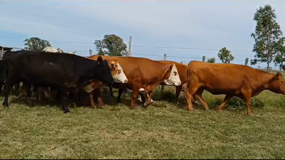 Lote (Vendido)11 Vacas de Invernada HEREFORD-ANGUS-HEREFORD/ ANGUS 390kg -  en PIEDRA CHATA
