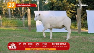 Lote LOTE 20