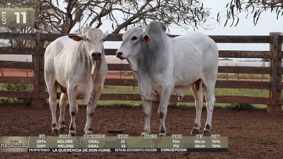 Lote LOTE 11