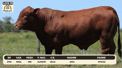 Lote LOTE 75