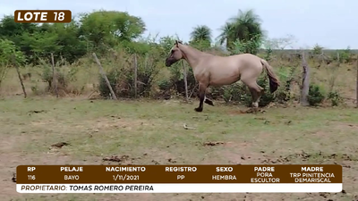 Lote LOTE 18- CAMPO