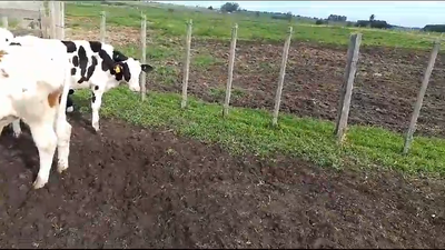 Lote 3 Terneros Holando en Jesus Maria