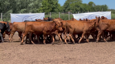 Lote 65 Terneros en Pasteur