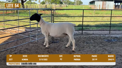 Lote LOTE 54- DESTACADO