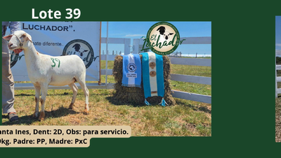 Lote PxC