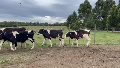 Lote TERNEROS