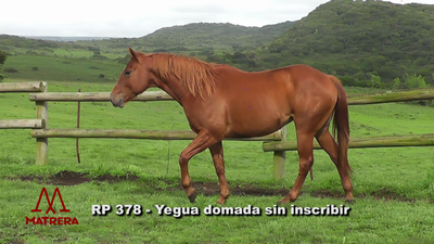 Lote YEGUAS DE ANDAR