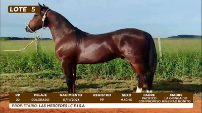 Lote LOTE 5- BOZAL