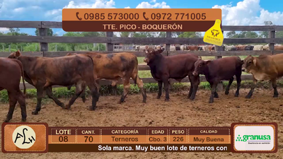 Lote 70 Terneros CBO 3 Híbridos (tipo Brangus). Colorados 226kg - , Boquerón