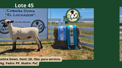 Lote PxC
