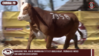 Lote CORRAL 20