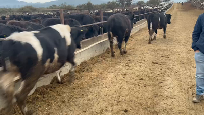 Lote 45 Novillo Gordo en Casablanca, V  Región Valparaíso