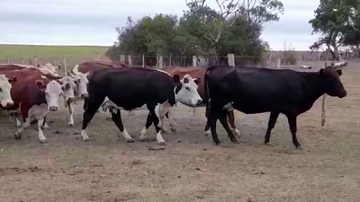 Lote (Vendido)23 Vacas de Invernada HEREFORD 485kg -  en PALO SOLO