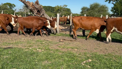 Lote 36 Vacas nuevas C/ gtia de preñez en Corrientes, Curuzú-Cuatiá