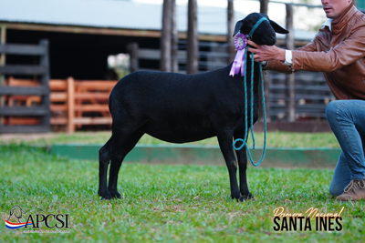 Lote Nacional Santa Inés Bozal - Lote 48