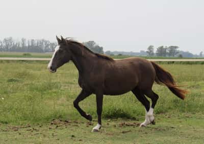 Lote Dulcinea Don Miguel