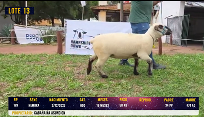 Lote LOTE 13