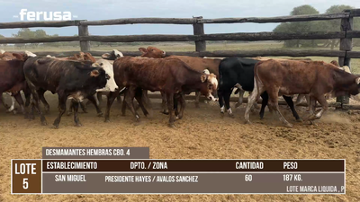 Lote LOTE 5