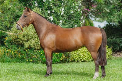 Lote Rincon Oro y Rienda