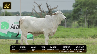 Lote LOTE 32