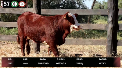 Lote LOTE 57
