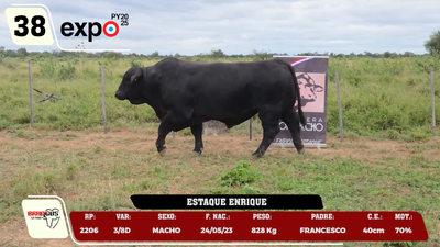 Lote LOTE 38