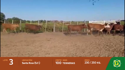 Lote Terneras en Santa Rosa (Santa Fe)