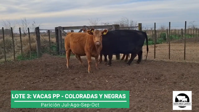 Lote VACAS PP