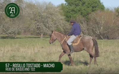Lote RP 57