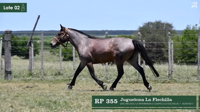 Lote Juguetona La Flechilla