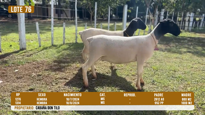Lote LOTE 76