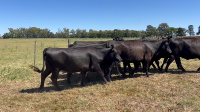 Lote 10 Vaquillonas C/ gtia de preñez en Lincoln