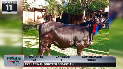Lote LOTE 11
