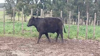 Lote Toros ANGUS en EL CORONILLA