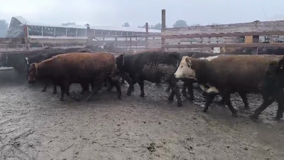 Lote 20 Vaquilla Gorda en Los Ángeles, VIII Región Biobío
