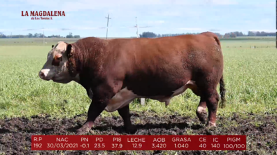 Lote Brete 3 - Polled Hereford