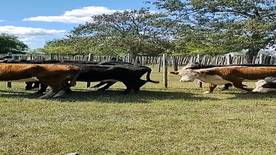 Lote 5 Vacas de Invernada en Melo, Cerro Largo